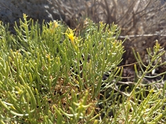Ephedra aspera
