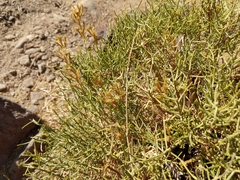Ephedra aspera