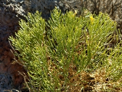 Ephedra aspera