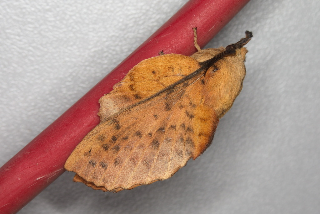 Gastropacha