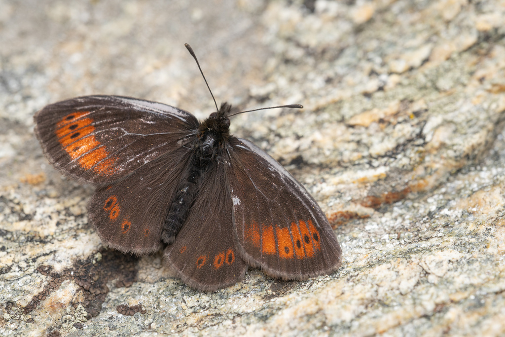 Rätzer's Ringlet
