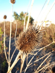 Dipsacus comosus