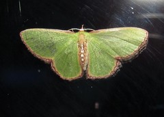 Synchlora ephippiaria