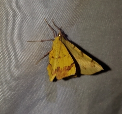 Antepione thisoaria