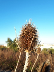 Dipsacus comosus