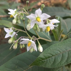 Solanum pubigerum
