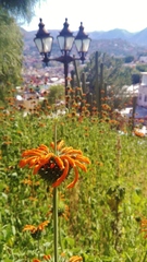 Leonotis nepetifolia