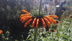 Leonotis nepetifolia