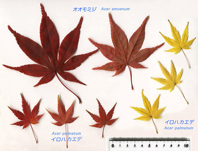 Acer sect. Palmata