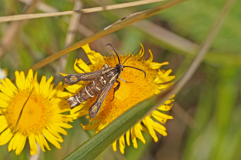 Chamaesphecia doleriformis