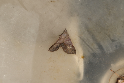 Rhesalides curvata
