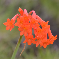 Cyrtanthus epiphyticus