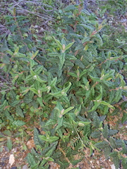Cistus psilosepalus