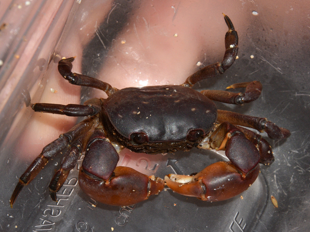Henshaw's shore crab