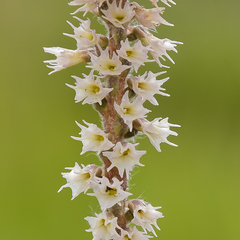 Holothrix scopularia