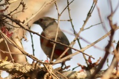 Pytilia phoenicoptera