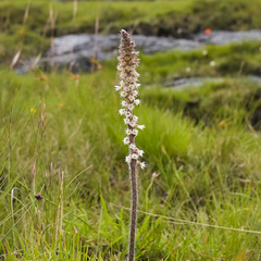 Holothrix scopularia