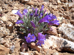 Penstemon thompsoniae