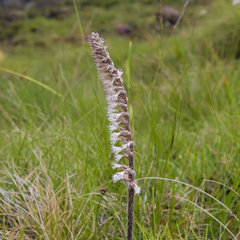 Holothrix scopularia