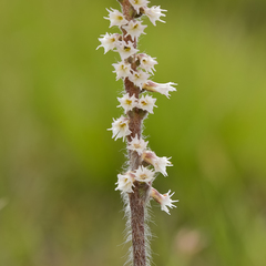 Holothrix scopularia