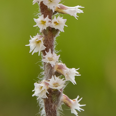 Holothrix scopularia