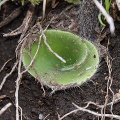 Holothrix scopularia