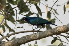 Lamprotornis chloropterus