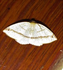 Microxydia orsitaria