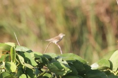 Curruca communis