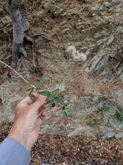 Bebbia atriplicifolia