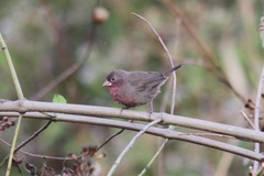 Lagonosticta rufopicta