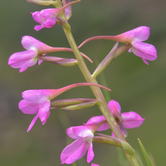 Disa oreophila erecta