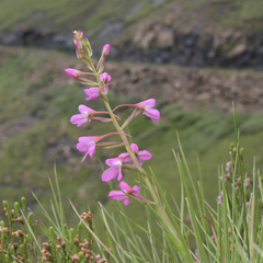 Disa oreophila erecta