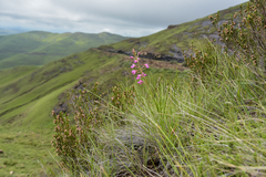 Disa oreophila erecta