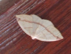 Microxydia orsitaria