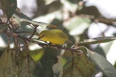 Zosterops senegalensis