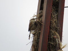 Campylorhynchus jocosus