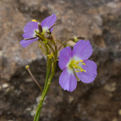 Heliophila carnosa