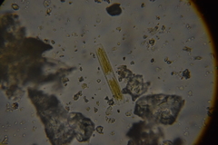 Bacillariophyceae