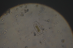 Bacillariophyceae