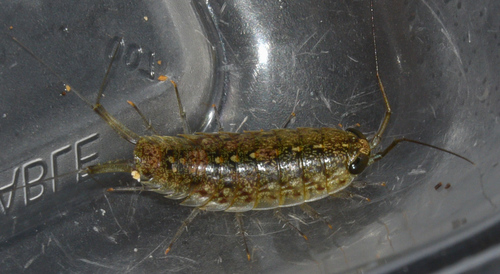 Ligia hawaiensis