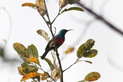 Cinnyris chloropygius