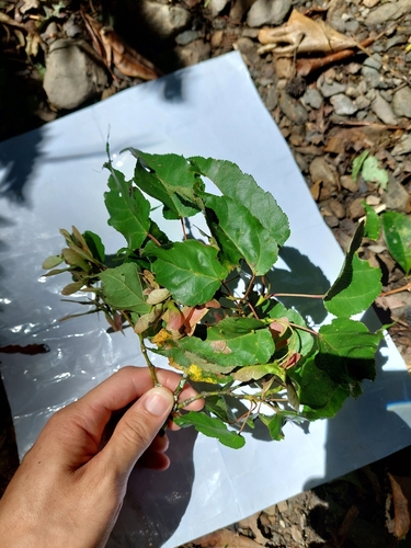 Image of Acer caudatifolium by (c) Jason, some rights reserved (CC BY)