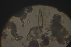 Bacillariophyceae