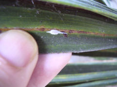 Laminicoccus flandersi