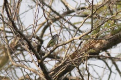 Pogoniulus bilineatus