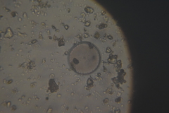 Bacillariophyceae