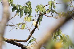 Pogoniulus bilineatus