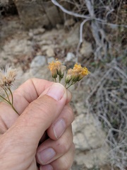 Bebbia atriplicifolia
