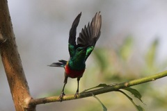 Cinnyris chloropygius